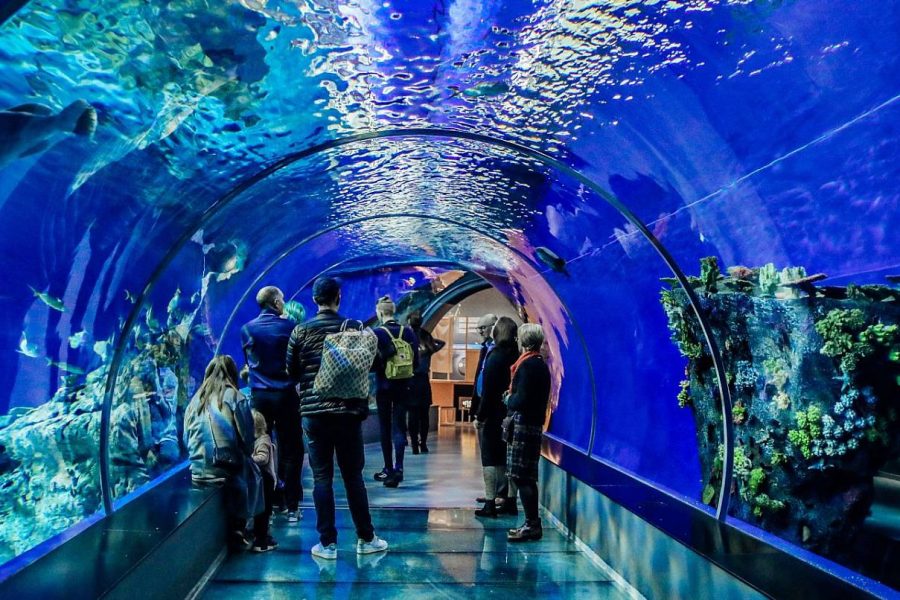 Amazing Tunnel Aquarium Tour in Antalya Half Day