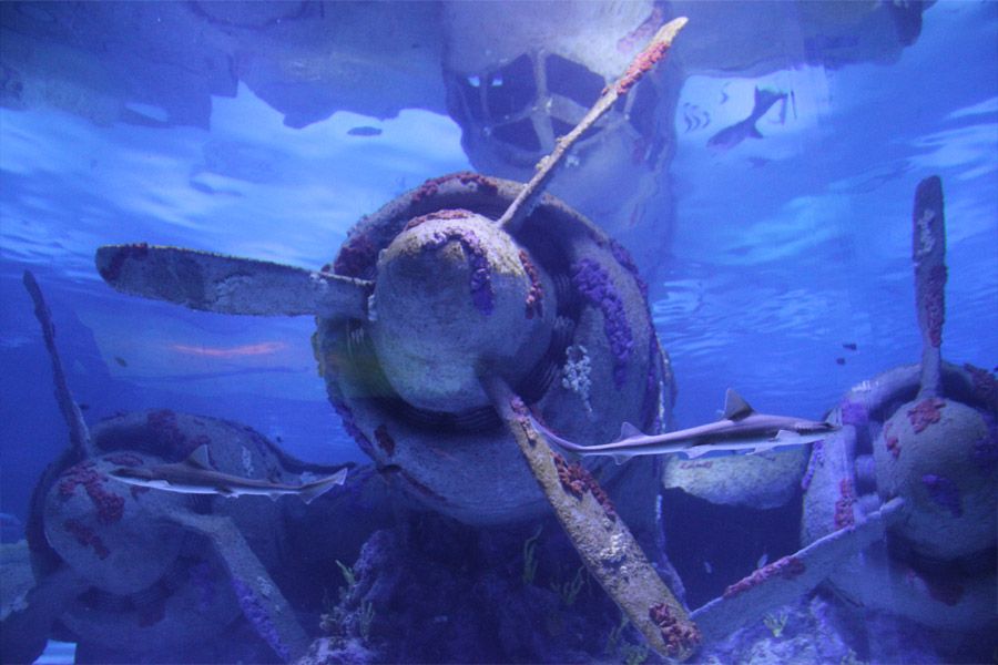 Amazing Tunnel Aquarium Tour in Antalya Half Day