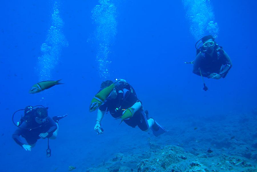 Scuba Diving for Beginners with Pick Up and Lunch