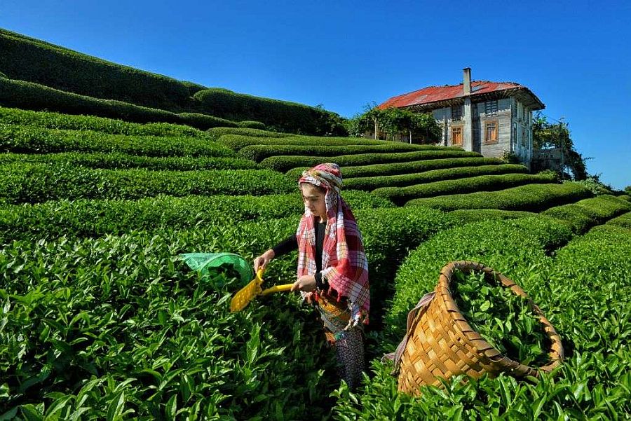 Uzungol Full Day Tour with Tea Tasting and Free Time
