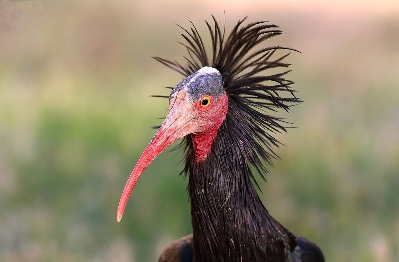 The Bald Ibis Bird